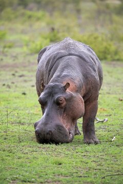 Hippo (Hippopotamus amphibius), adult, eats fresh grass, foraging, Sabi Sand Game Reserve, Kruger National Park, South Africa