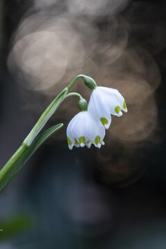 Spring snowflake (Leucojum vernum), Emsland, Lower Saxony, Germany