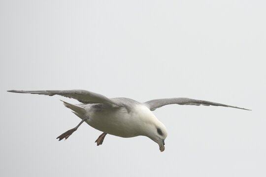 Fulmar (Fulmarus glacialis) in flight, Mykines, Faroe Islands, Denmark