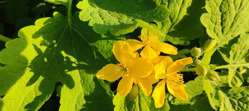 yellow flowers in the park