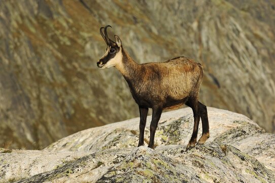 Chamois (Rupicapra Rupicapra), Canton of Valais, Switzerland