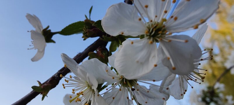 cherry blossom in spring