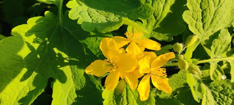 yellow flowers in the garden