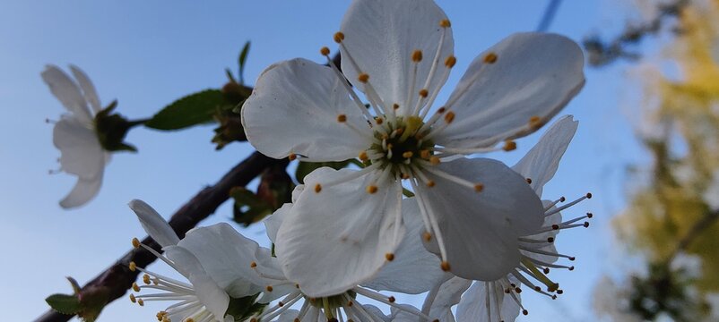 cherry blossom in spring