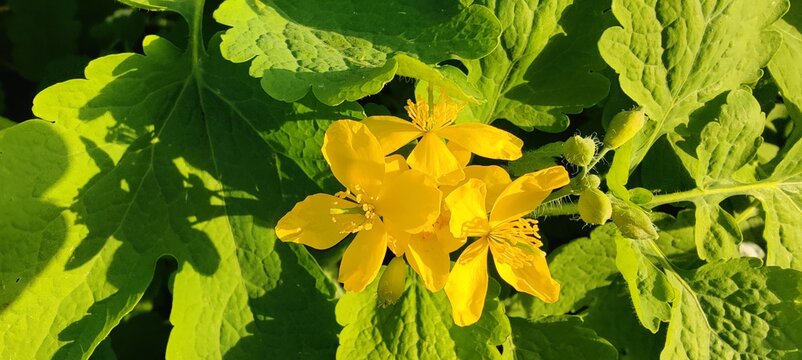 yellow flowers in the park