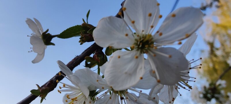 cherry blossom in spring
