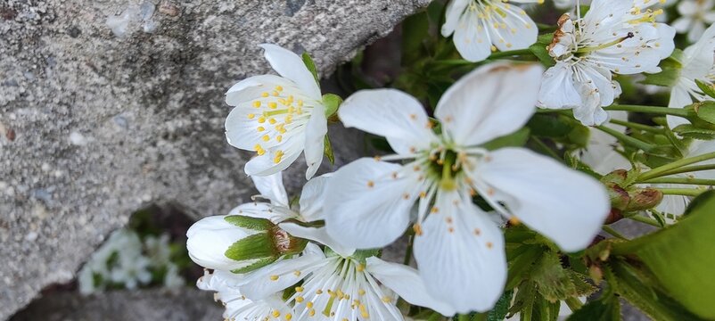 white spring flowers
