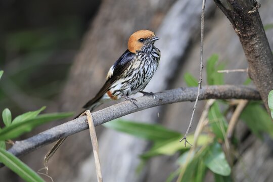 Little Cecropis (Cecropis abyssinica), adult, waiting, alert, Pilanesberg National Park, North West Province, South Africa