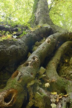 Woodpeckers' holes in beech roots, Arnstein, Lower Austria, Austria, Europe