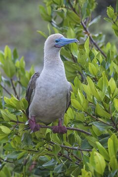 Red-footed Booby (Sula sula) in red mangrove, Genovesa Island, Galapagos, Ecuador