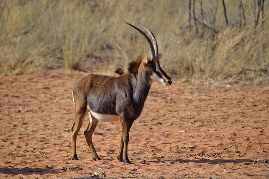 Sable Antelope (Hippotragus niger) on the plateau in the Waterberg National Park, Namibia, Africa