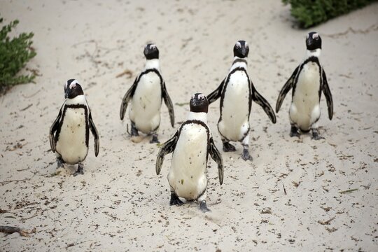 African penguin (Spheniscus demersus), adult, group, beach, running, on shore, Boulders Beach, Simon's Town, Western Cape, South Africa