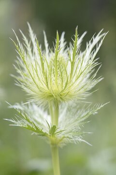 Alpine Eryngo (Eryngium alpinum), Vosges, Alsace-Lorraine, France