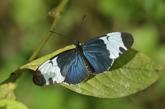 Doris Longwing or The Doris (Laparus doris), tropical butterfly, on a leaf, La Fortuna, Costa Rica, Central America