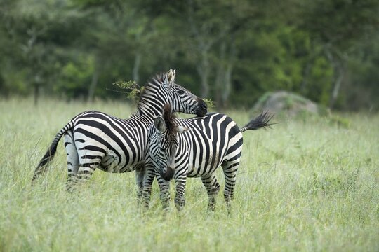 Plains zebras (Equus quagga), Lake Mburo National Park, Uganda