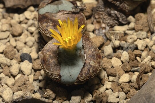 Conophytum flavum, living stones, blooming, flowers, Stellenbosch Botanical Garden, Western Cape, South Africa