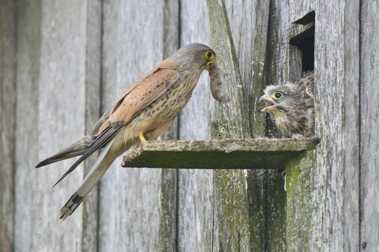 Common kestrel (Falco tinnunculus), handing over a mouse to a young bird, Emsland, Lower Saxony, Germany