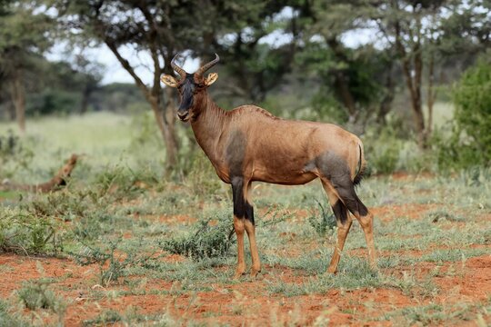 Tsessebe (Damaliscus lunatus), lyrebird, crescent moon antelope, adult, alert, Mokala National Park, Northern Cape, South Africa