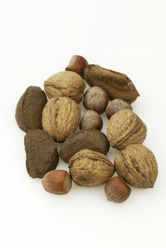 Brazil nuts, hazelnuts and walnuts, Brazil nut, hazelnut, walnut