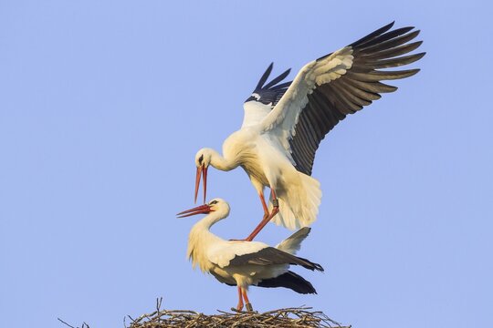 White Storks (Ciconia ciconia), mating, Hesse, Germany