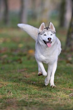 Siberian husky (Canis lupus familiaris), adult, female, running, sled dog, Rhineland-Palatinate, Germany