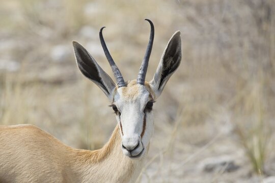 Springbok (Antidorcas marsupialis), Etosha National Park, Namibia