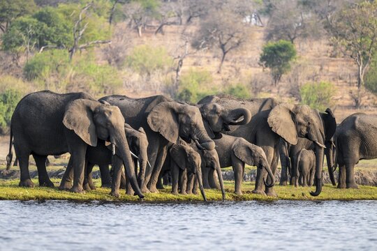 Herd of animals with young, African elephant (Loxodonta africana) drinking at the Chobe River, Ihaha, Chobe National Park, Botswana, Africa