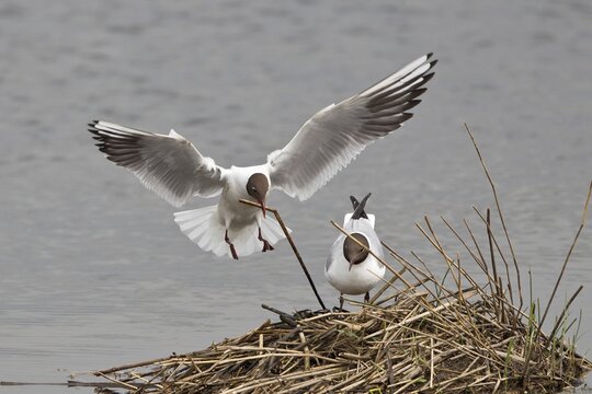 Black-headed Gull (Larus ridibundus) approaching nest with nesting material, M&uuml;nster, North Rhine-Westphalia, Germany
