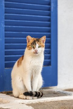 Cat with green eyes in front of blue window, Paros, Cyclades, Aegean Sea, Greece