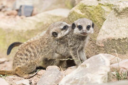 Two Meerkats (Suricata suricatta), young, playing, captive
