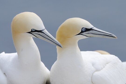 Northern Gannets (Morus bassanus, Sula bassana), courtship display