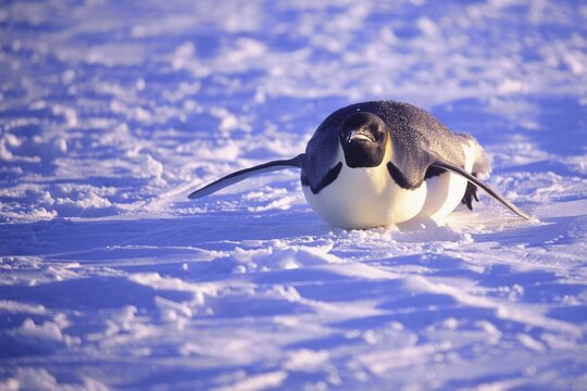 Emperor penguin (Aptenodytes forsteri) sliding on ice floe, Riiser-Larsen Ice Shelf, Queen Maud Land Coast, Weddell Sea, Antarctica
