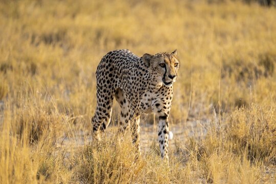 Cheetah (Acinonyx jubatus) running in dry savannah, Etosha National Park, Namibia