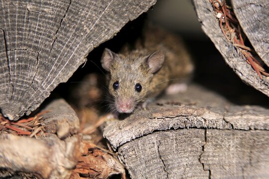 House mouse (Mus musculus), adult, looks out of woodpile, alert, curious, interested, cute, Germany