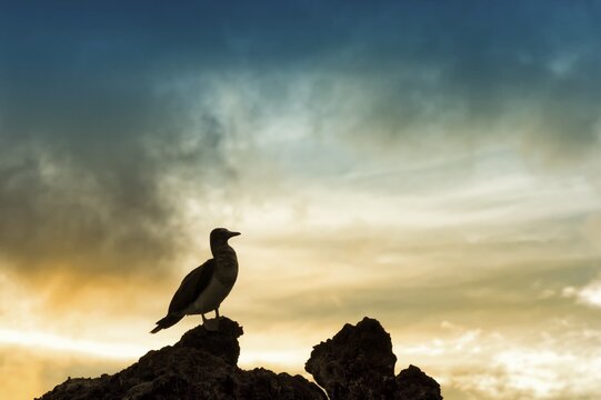 Galapagos Blue-footed Booby (Sula nebouxii excisa) at sunset, Elisabeth Bay, Isabela Island, Galapagos, Ecuador