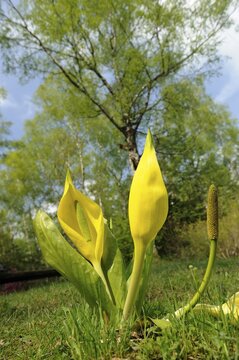 Western Skunk Cabbage (Lysichiton americanus)