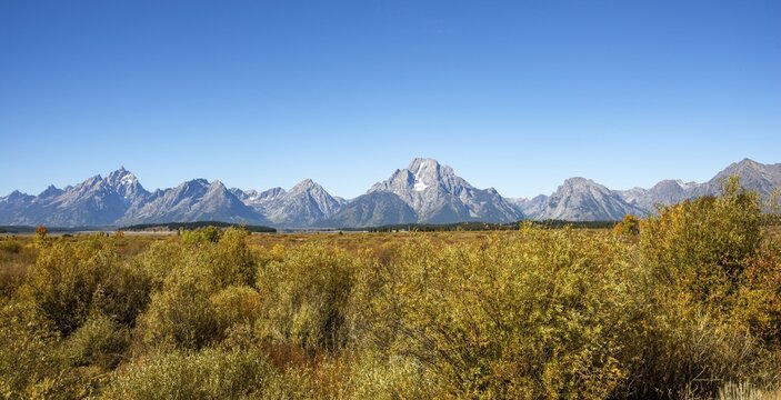 Mountain panorama with Mount Moran and Grand Teton peaks, Autumn landscape, yellow coloured aspens (Populus tremula) and bushes, Willow Flats Overlook, Teton Range mountain range, Grand Teton National Park, Wyoming, USA