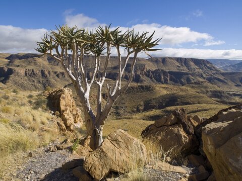 Quiver tree (Aloe dichtoma), Naukluft mountains, Namibia, Africa