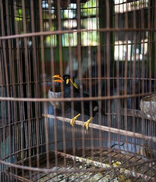 Bird in cage, Common hill myna (Gracula religiosa) Bird market, Pasar Ngasem, Yogyakarta, Java, Indonesia