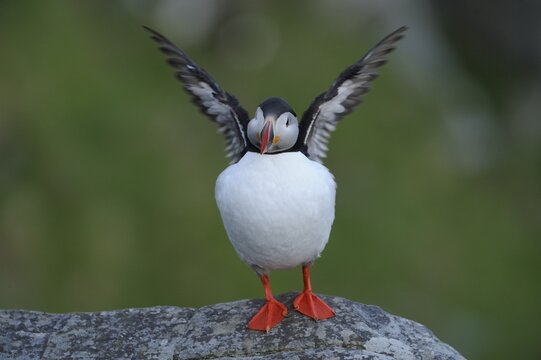 Atlantic Puffin (Fratercula arctica) cleaning its plumage