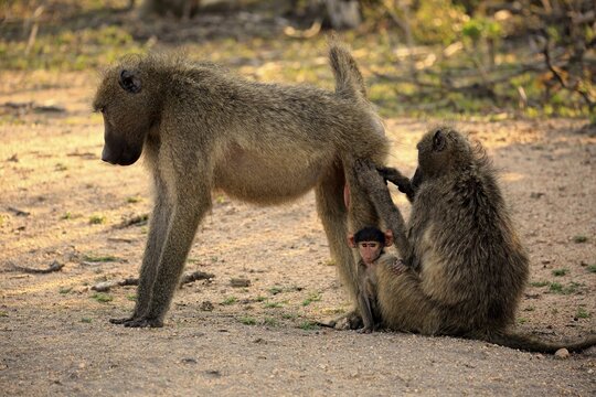 Chacma baboon (Papio ursinus), adult, male with two cubs, social behaviour, coat care, relaxed, together, monkeys, primates, Kruger National Park, South Africa