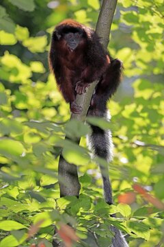 Red spring monkey (Callicebus moloch), adult