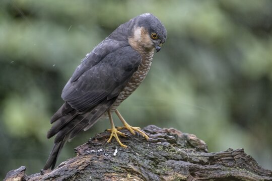 Sparrowhawk (Accipiter nisus), Emsland, Lower Saxony, Germany