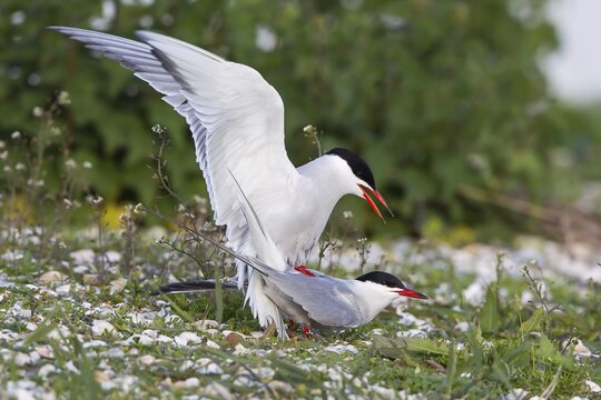 Common Terns (Sterna hirundo), mating, Texel, North Holland, The Netherlands