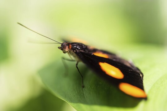 Blue-frosted Banner, Blue-frosted Catone or Grecian Shoemaker (Catonephele numilia), butterfly perched on a green leaf, captive