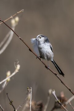 Long-tailed Tit (Aegithalos caudatus) at the nest, North Rhine-Westphalia, Germany
