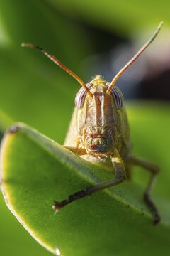 Egyptian locust (Anacridium aegyptium) on a plant, Paros, Aegean Sea, Greece