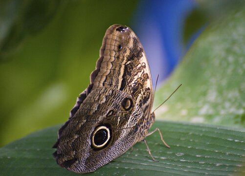 Owl Butterfly (Caligo eurilochus), butterfly conservatory, Wien, Austria, Europe