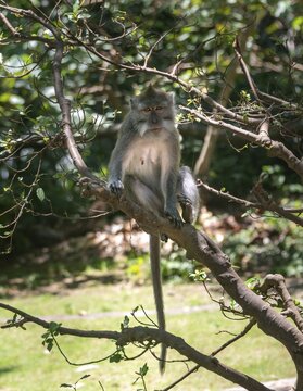 Crab-eating macaque (Macaca fascicularis), sits on a branch in a tree, monkey forest of Ubud, Sacred Monkey Forest Sanctuary, Padangtegal, Ubud, Bali, Indonesia