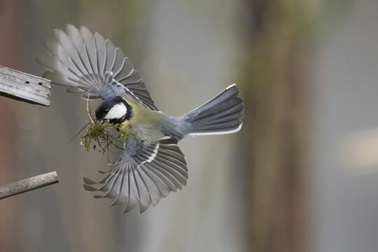 A great tit (Parus major) in flight with wings spread and moss in its beak for nest building, Hesse, Germany